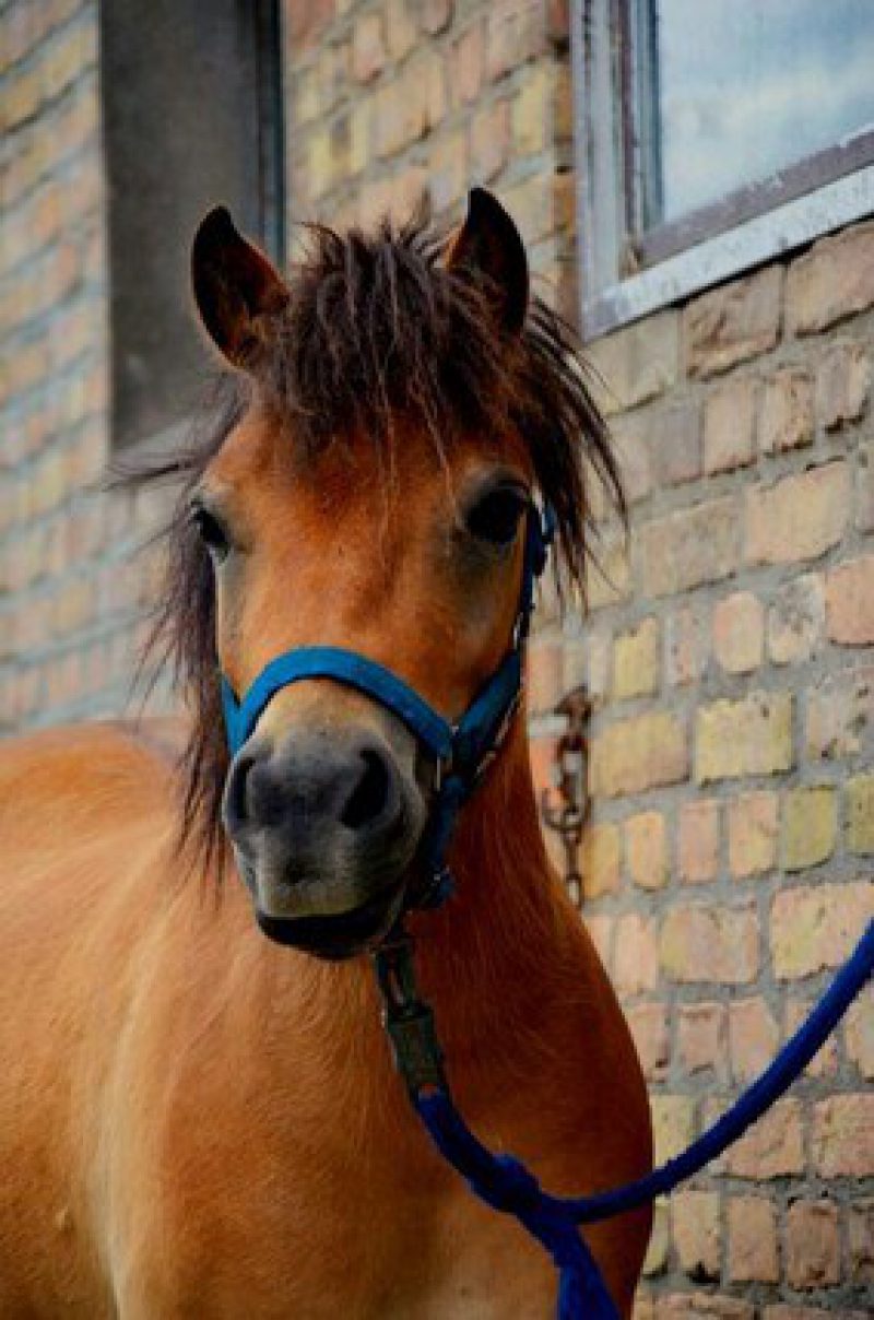 Foto Pony