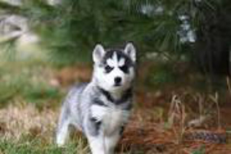 Husky