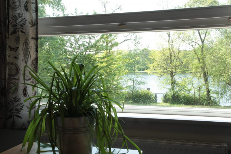 Fensterblick-mit-Pflanze